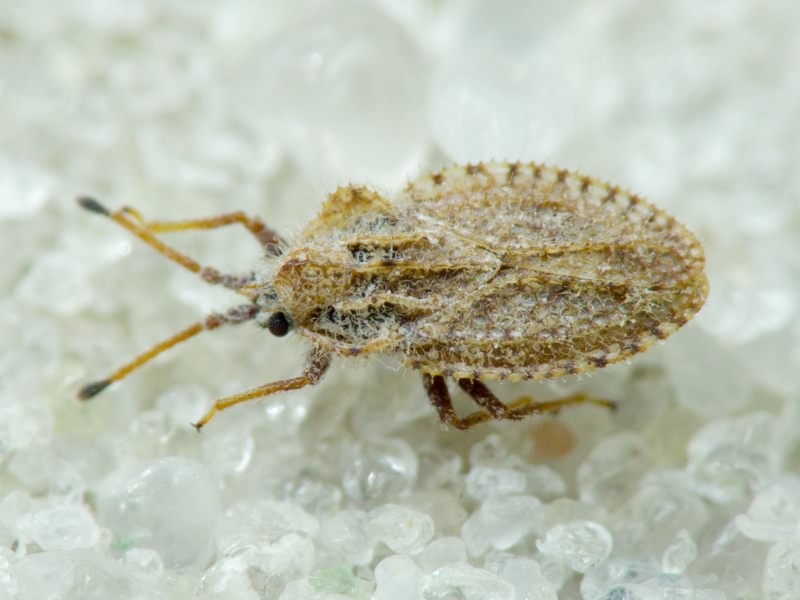 Lasiacantha capucina (Germar, 1837)